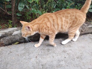 猫咪