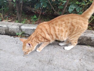 猫咪