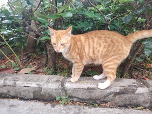 猫咪