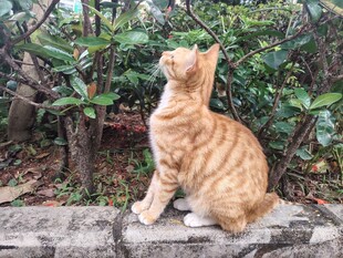 猫咪