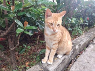 猫咪