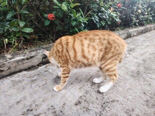 橘猫