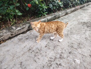 猫咪