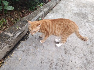 猫咪