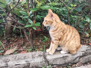 猫咪