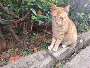 猫咪