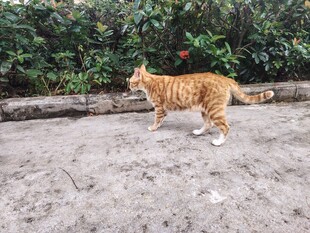橘猫