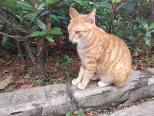 猫咪
