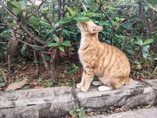 猫咪