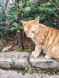 猫咪