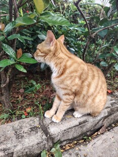 猫咪