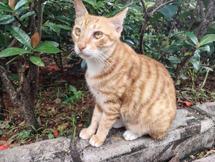 猫咪