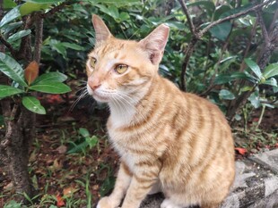 橘猫