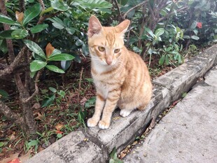 猫咪 