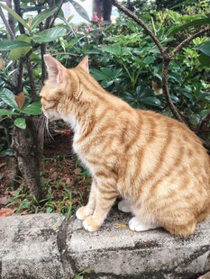猫咪 