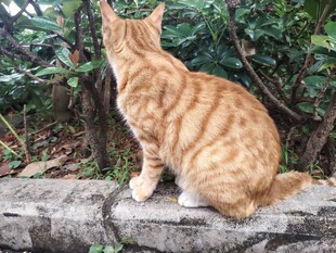 猫咪