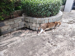 猫咪