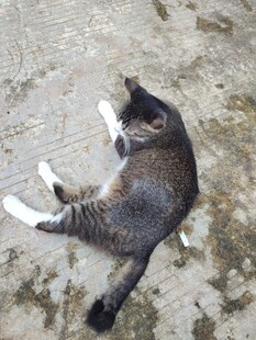 猫咪