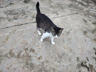 黑白花猫在地面上行