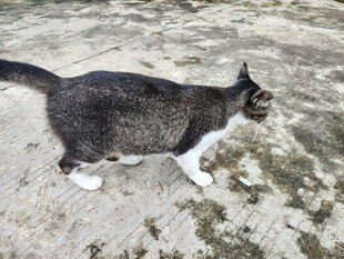 猫咪