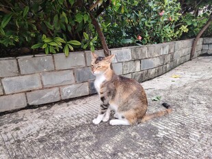 猫咪
