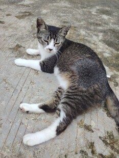猫咪