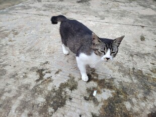 猫咪