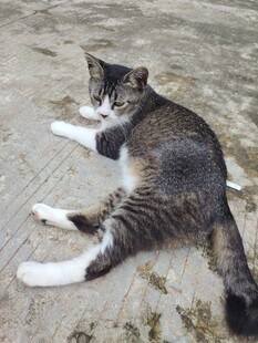 猫咪 