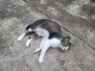 猫咪