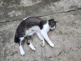 躺卧的猫咪