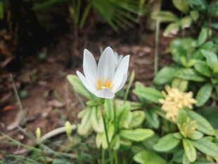白色番红花
