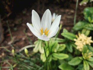 白色番红花