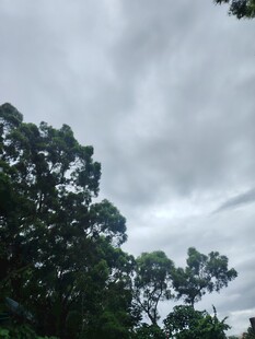阴天树林上方的灰蒙天空