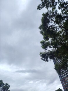 仰视天空下的葱郁树木