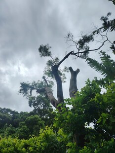 高大树木