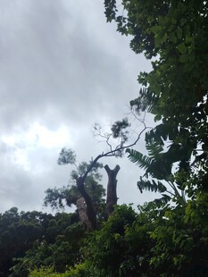 暴风雨后倾斜的树木
