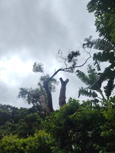 雨林中挺拔的奇特树木