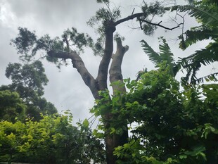 高大繁茂的树木景观