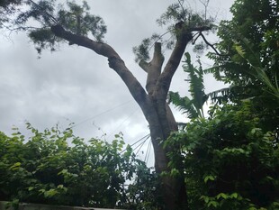 挺拔大树立于葱郁林间