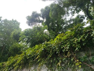 绿意盎然的繁茂植物景观