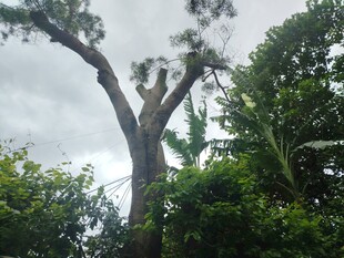 森林中高大的树木与绿植