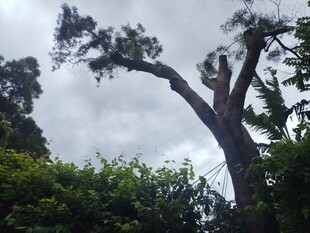 弯曲大树与繁茂绿植景观