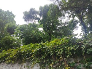 绿意盎然的植物墙景观
