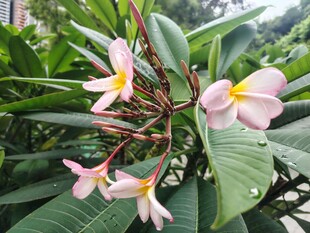 鸡蛋花