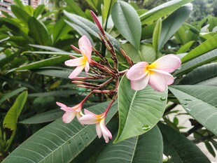 鸡蛋花