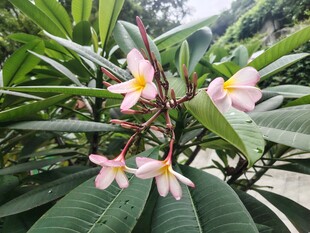 鸡蛋花