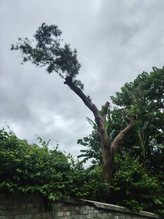 倾斜枯树立于葱郁植被间