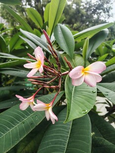 鸡蛋花