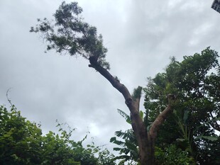 倾斜大树