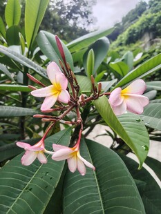 鸡蛋花